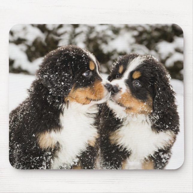 Bernese Mountain Dog Welppies Sniff Mousepad (Vorne)