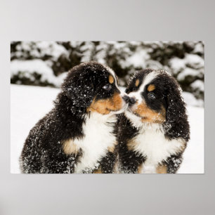 Bernese Mountain Dog Welppies Sniff Poster
