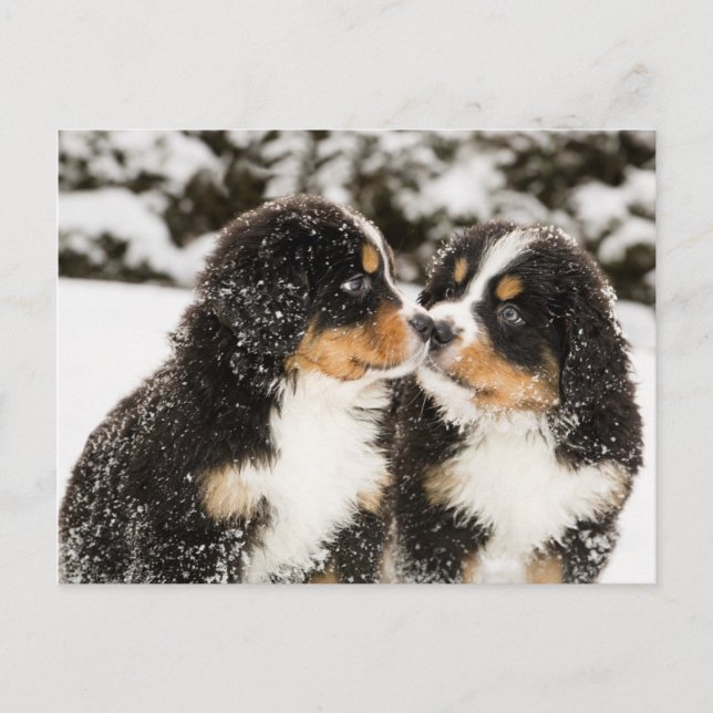 Bernese Mountain Dog Welppies Sniff Postkarte (Vorderseite)