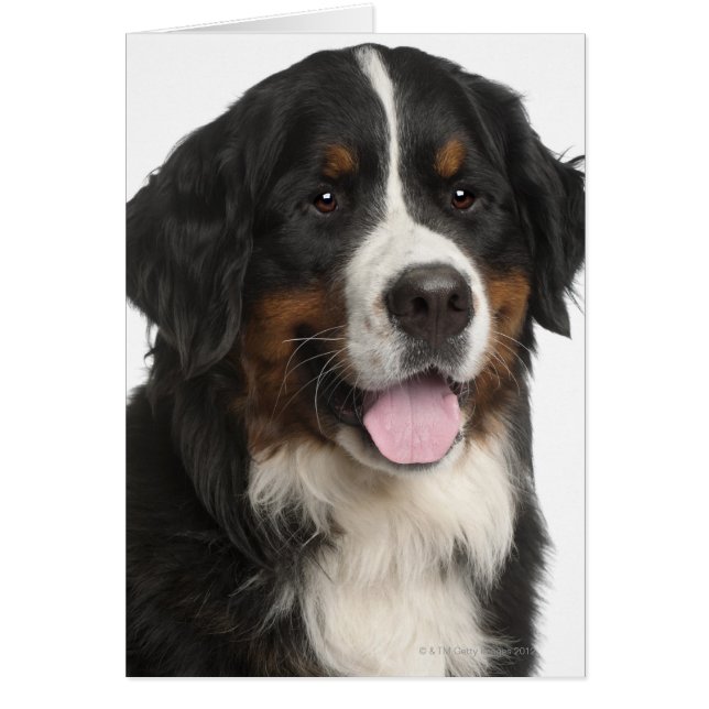 Bernese Mountain Hund (1 Jahr alt) (Vorne)