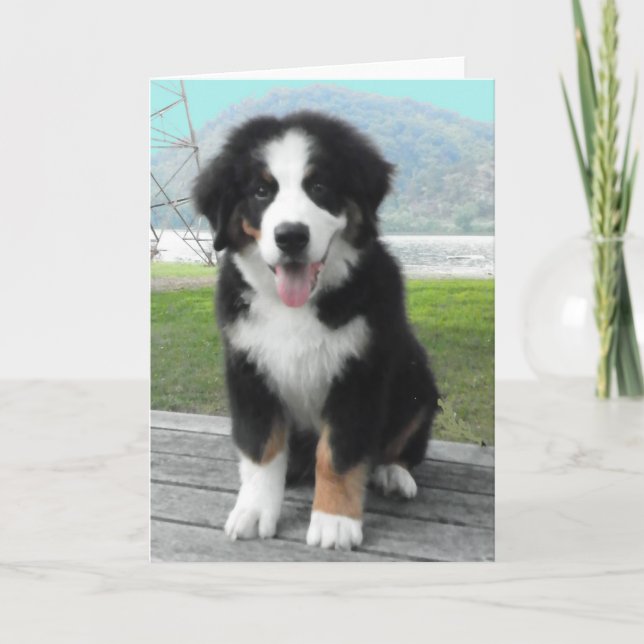 Bernese Mountain Hund Grußkarte Karte (Vorderseite)