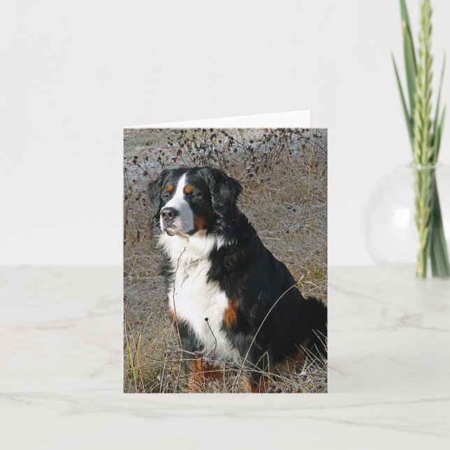 Bernese Mountain Hund Hallo Liebe Vielen Dank Karte (Vorderseite)