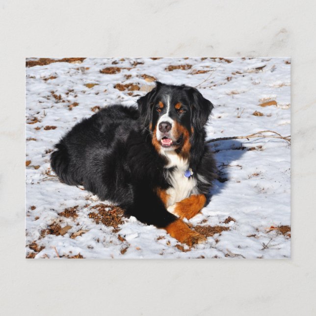 Bernese Mountain Hund im Schnee spielen Postkarte (Vorderseite)