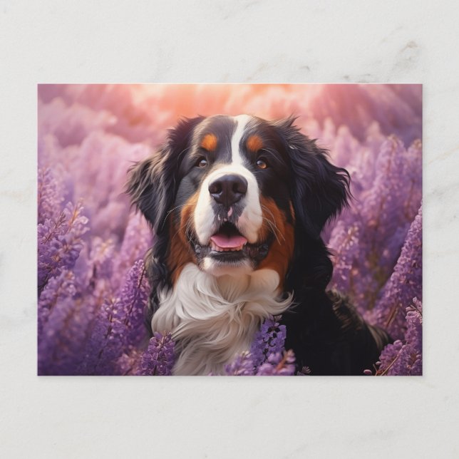 Bernese Mountain Hund in Lavendel Postkarte (Vorderseite)