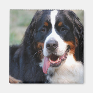 Bernese Mountain Hund mit Big Tongue Magnet