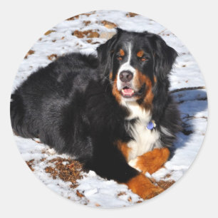 Bernese Mountain Hund spielen im Winter Snow Runder Aufkleber