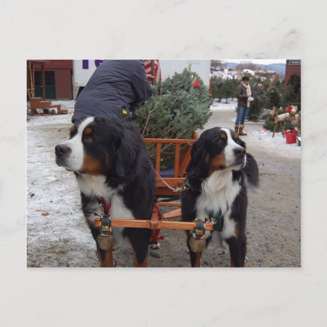 Bernese Mountain Hunde Postkarte (Vorderseite)