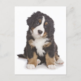 Bernese Mountain Puppy Dog Blank Postcard Postkarte