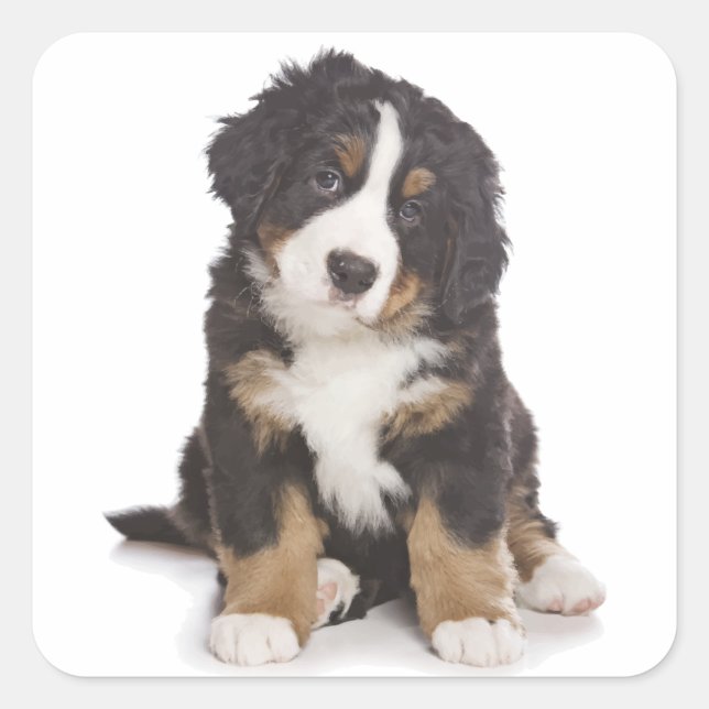 Bernese Mountain Puppy Dog Sticker / Siegel (Vorderseite)