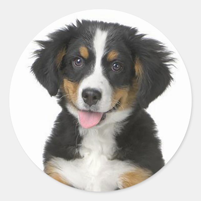 Bernese Mountain Puppy Dog Sticker / Siegel (Vorderseite)