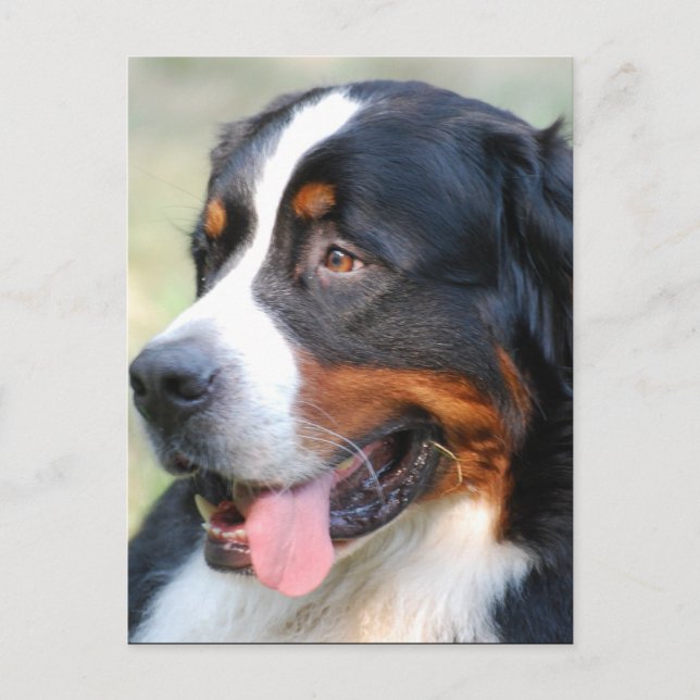 Bernese Mountain Puppy Postcard Postkarte (Vorderseite)