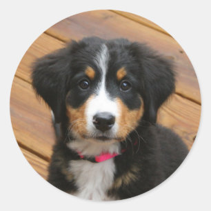 Bernese Mountain Puppy Stickers