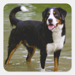 Bernese Mountain Welpe Hunde Aufkleber / Siegel