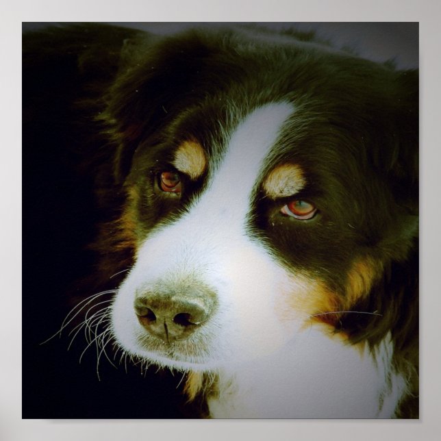 Bernese Mountian Dog Poster (Vorne)