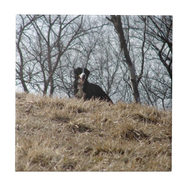 Bernese Mt. Dog Fliese (Vorderseite)
