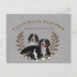 Bernese Mt. Hund kann nicht nur einen haben Postkarte