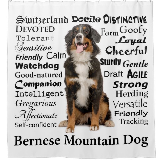 Bernese Mt. Hundemerkmal-Duschvorhang Duschvorhang (Vorderseite)