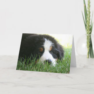 Bernese Puppy Karte