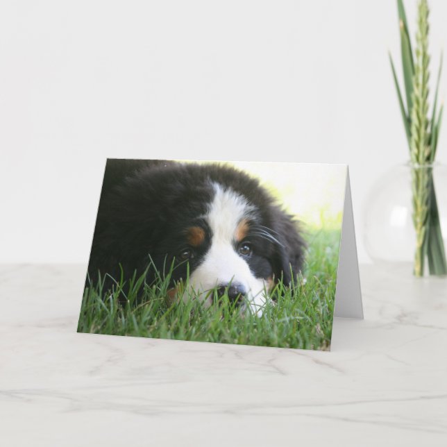 Bernese Puppy Karte (Vorderseite)