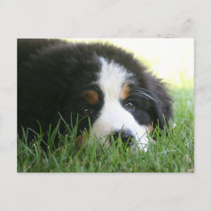 Bernese Puppy Postkarte