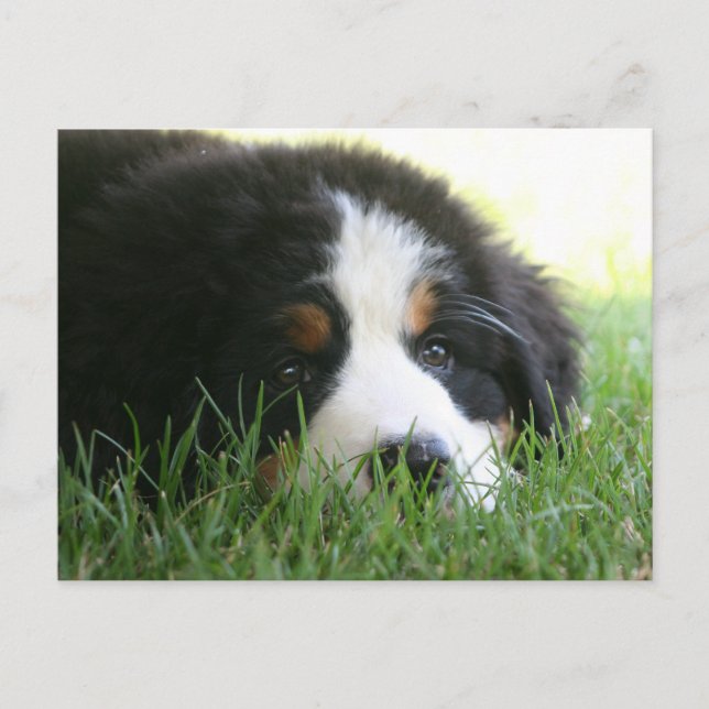 Bernese Puppy Postkarte (Vorderseite)
