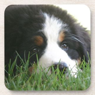 Bernese Welpe Getränkeuntersetzer