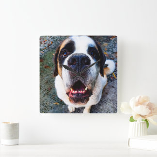 Bernhadiner  quadratische wanduhr