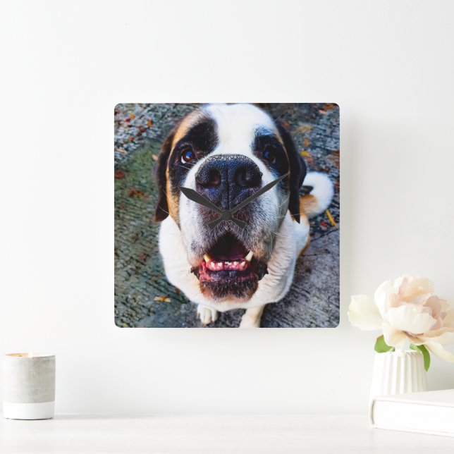 Bernhadiner  quadratische wanduhr (Zuhause)