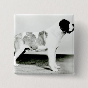 Bernhardiner-Hund Button
