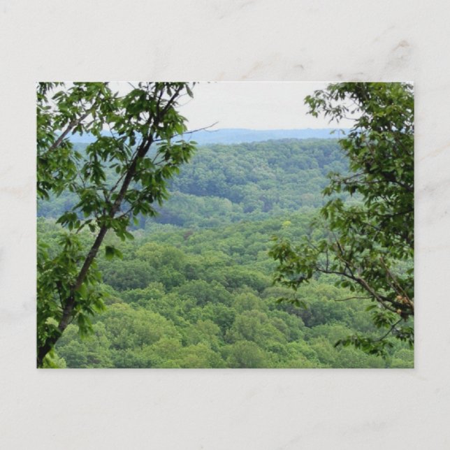 Bernheim Forest Postcard Postkarte (Vorderseite)