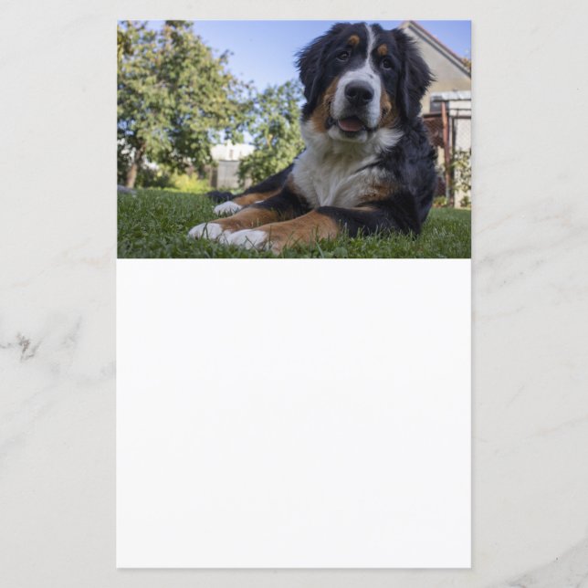 Bernhund Leder zweites Scrapbook (Vorderseite)