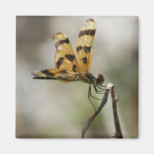 Bernsteinfarbige Flügel Magnet