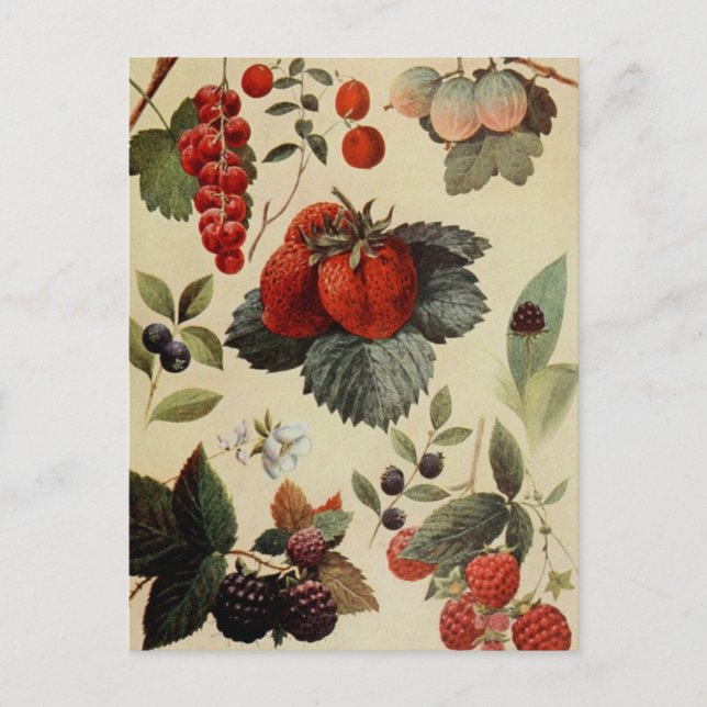 BERRIES BERRIES Postcard Postkarte (Vorderseite)