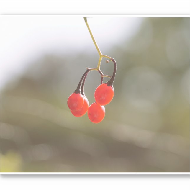 Berries fallen. aufkleber (Vorderseite)