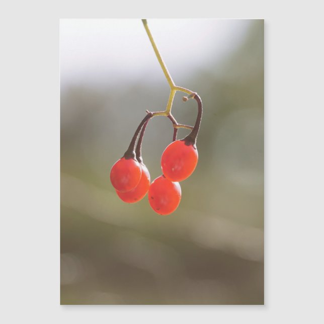 Berries fallen. magnetkarte (Vorderseite)