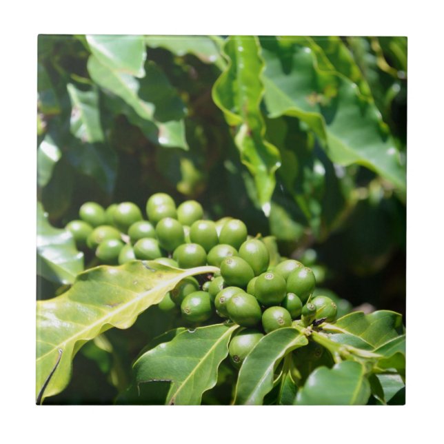 Berries Keramik Tile Fliese (Vorderseite)