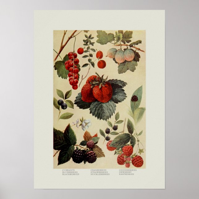 Berries Poster (Vorne)