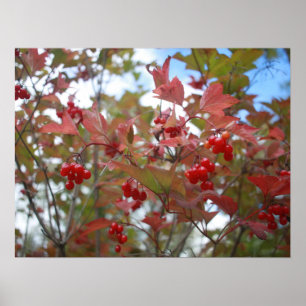 Berries Red Fall Leaf Herbstgarten Erntedank Poster