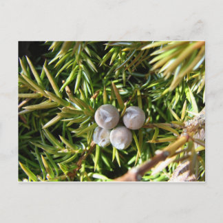 Berry Baubles Postkarte