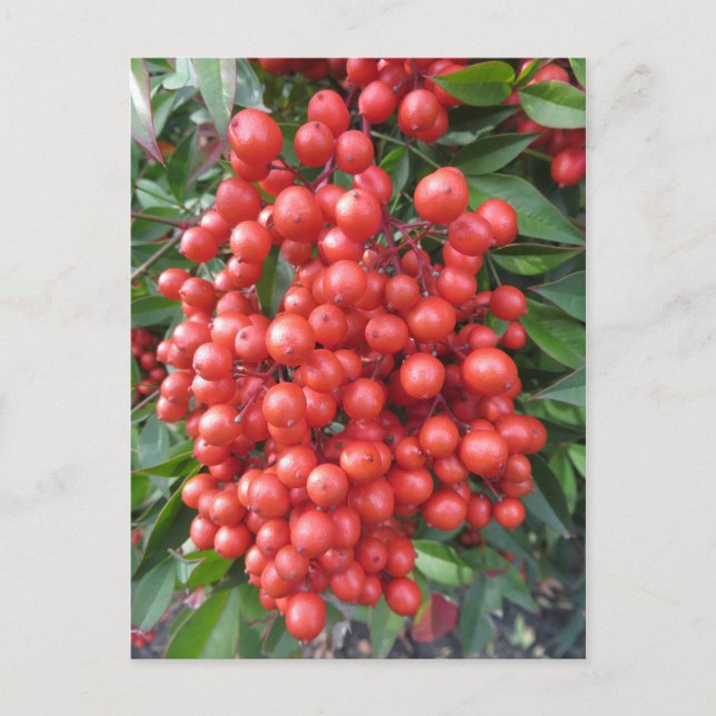 Berry Bundle Postkarte (Vorderseite)