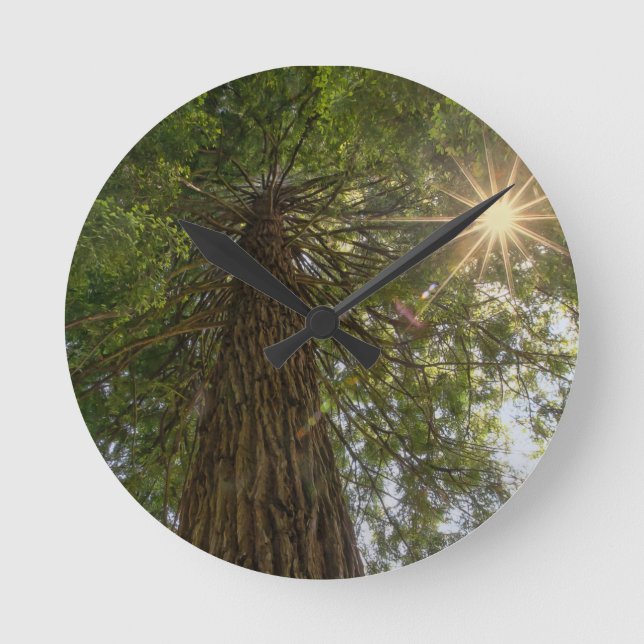 Beruhigende Sequoia mit Sunburst Nature Foto Runde Wanduhr (Vorderseite)