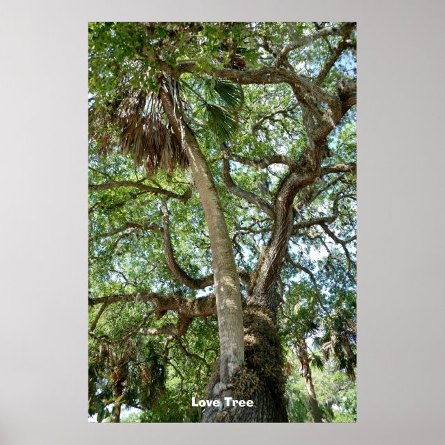 Berühmte Liebe Tree St. Augustine Fl Poster (Vorne)