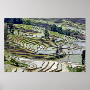 Berühmte Yuanyang-Reisterrassen - Yunnan, China Poster