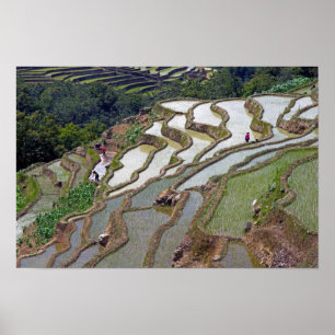 Berühmte Yuanyang-Reisterrassen - Yunnan, China Poster