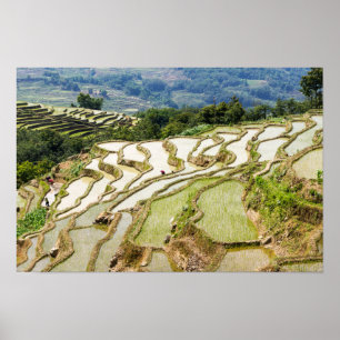Berühmte Yuanyang-Reisterrassen - Yunnan, China Poster