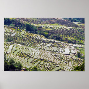 Berühmte Yuanyang-Reisterrassen - Yunnan, China Poster