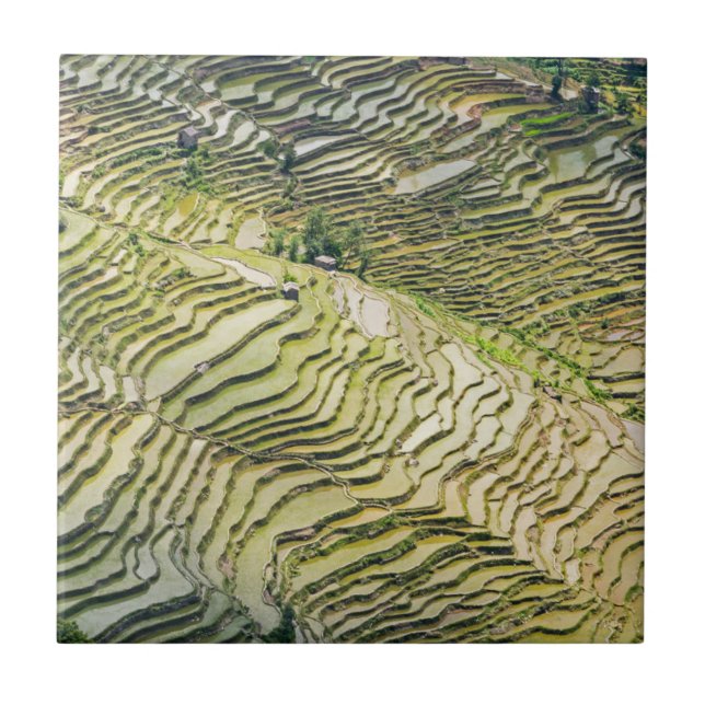 Berühmte Yuanyang Rice Terraces - Yunnan, China Fliese (Vorderseite)