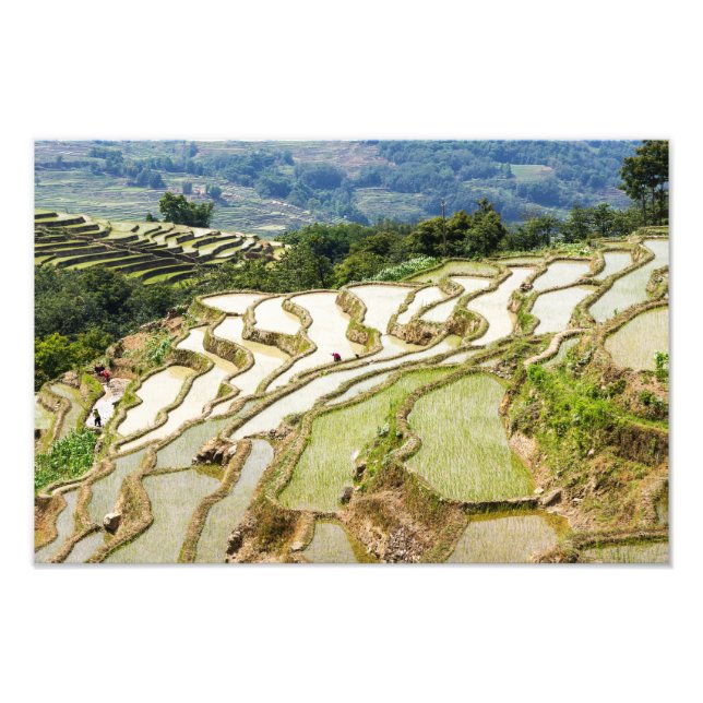 Berühmte Yuanyang Rice Terraces - Yunnan, China Fotodruck (Vorne)