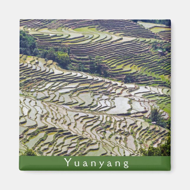 Berühmte Yuanyang Rice Terraces - Yunnan, China Magnet (Vorne)
