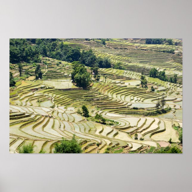 Berühmte Yuanyang Rice Terraces - Yunnan, China Poster (Vorne)
